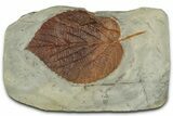 Colorful Fossil Leaf (Beringiaphyllum) - Montana #351968-1
